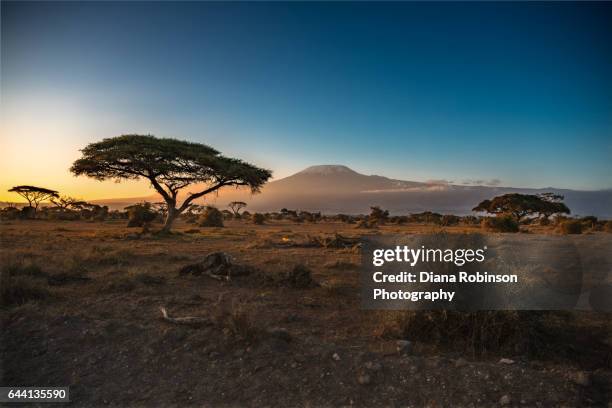 sunrise over mt. kilimanjaro, amboseli national park, kenya, east africa - キリマンジャロ山 ストックフォトと画像