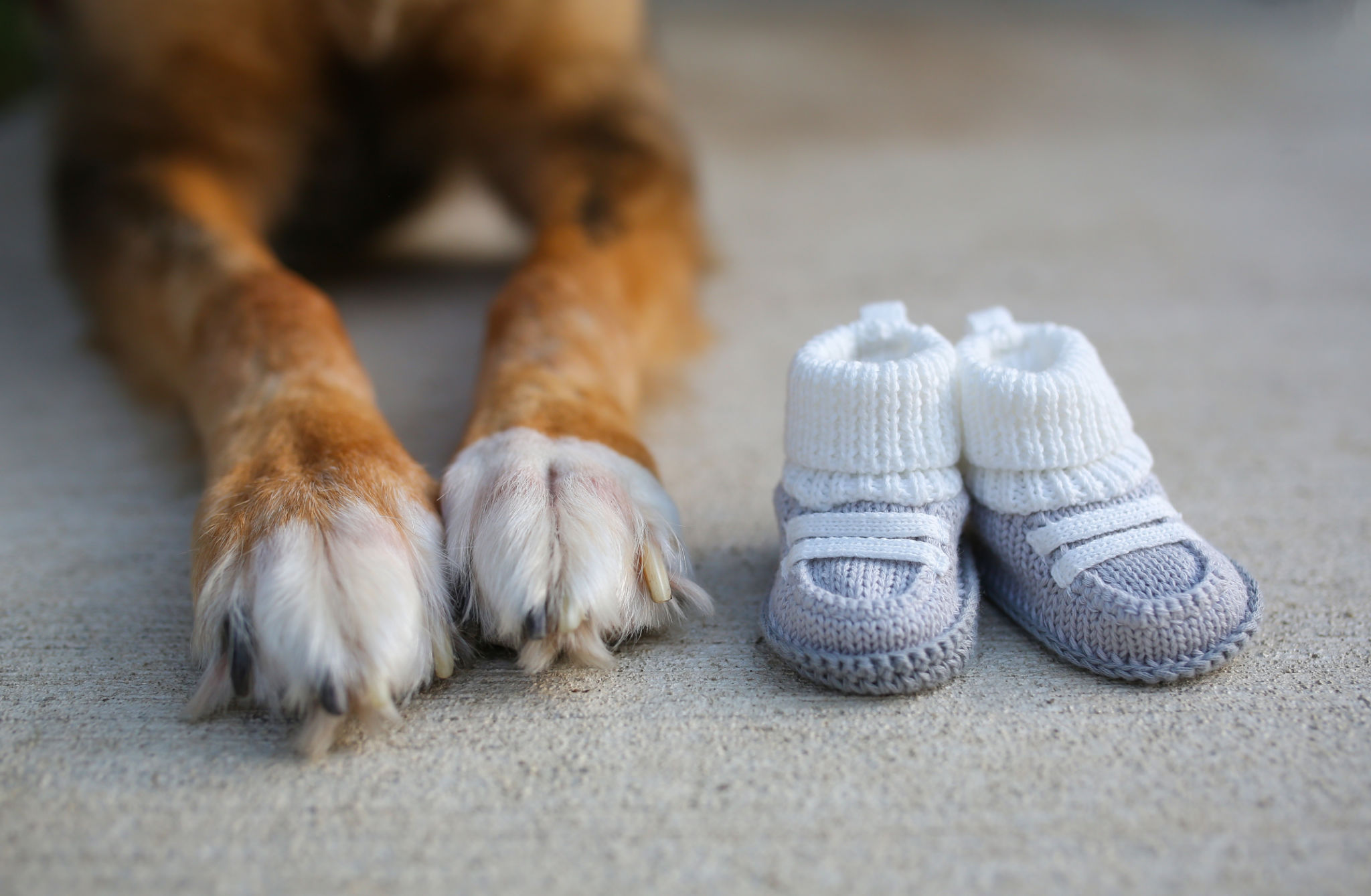 dog with booties