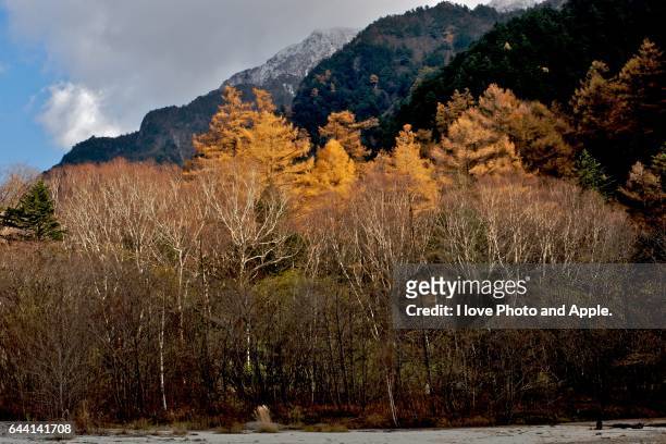 autumn kamikochi - japanese larch stock pictures, royalty-free photos & images