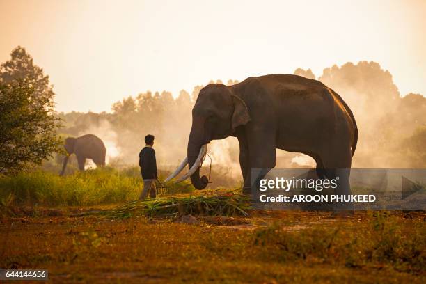 mahout and elephant in the morning - muzzle human stock pictures, royalty-free photos & images