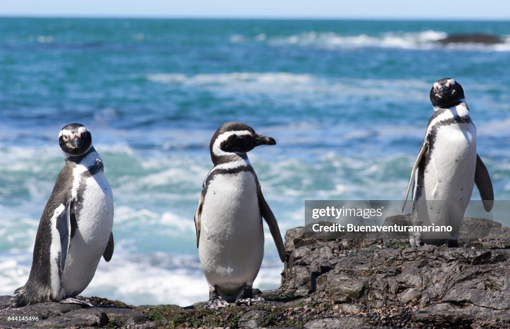 Magellan Penguins