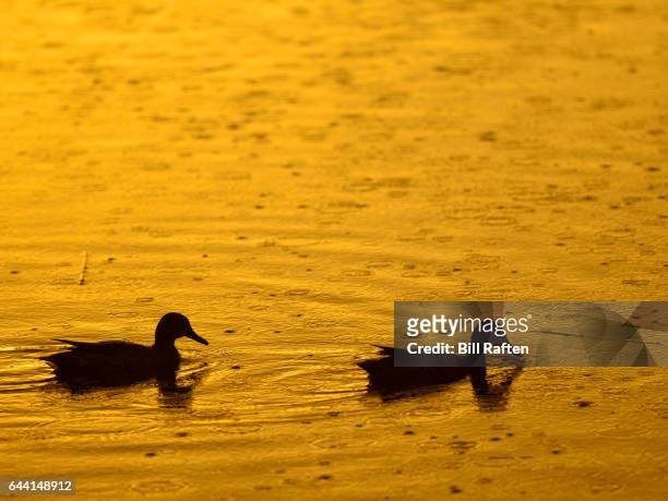 blue wing teal swimming at sunset at green cay nature center and wetlands - blue winged teal stock pictures, royalty-free photos & images