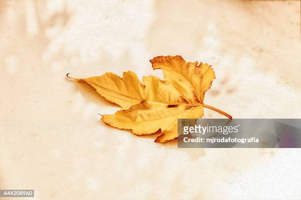 autumn leaf - mjrodafotografia stock pictures, royalty-free photos & images