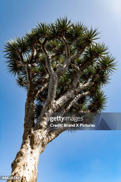dragon tree in the small town of teror - dracaena draco stock pictures, royalty-free photos & images