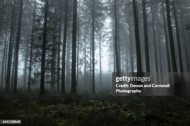 misty wood - dark woods stock pictures, royalty-free photos & images