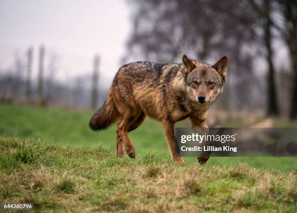 iberian wolves - lupo grigio foto e immagini stock