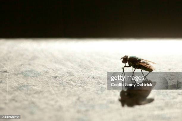 side-view of a housefly - zweiflügler stock-fotos und bilder