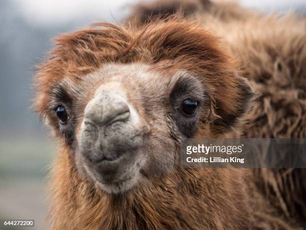 young camel - bactrian camel stock pictures, royalty-free photos & images