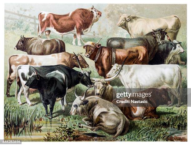 cattle - dairy farming stock illustrations