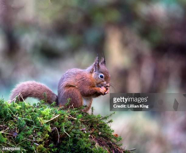 red squirrel in the wild - dumfries photos et images de collection