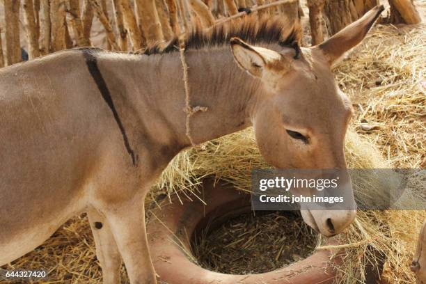 one donkey under the shed in the village - animaux domestiques 個照片及圖片檔