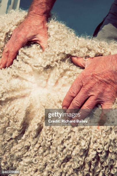 angora goat, close up of wool. - angora wool stock pictures, royalty-free photos & images