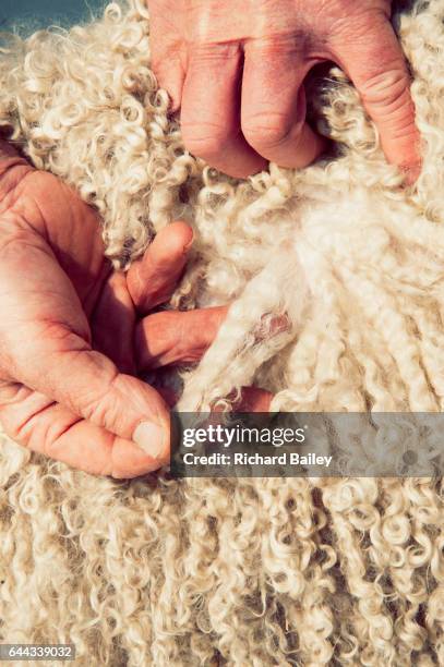angora goat, close up of wool. - angora wool stock pictures, royalty-free photos & images