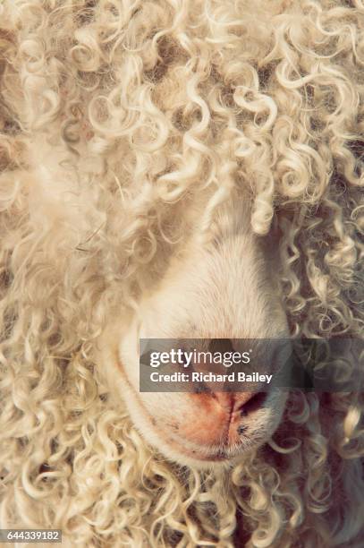 angora goat, close up of wool. - angora wool stock pictures, royalty-free photos & images