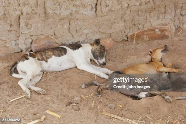 a dog and his children sleeping on the ground - animaux domestiques 個照片及圖片檔