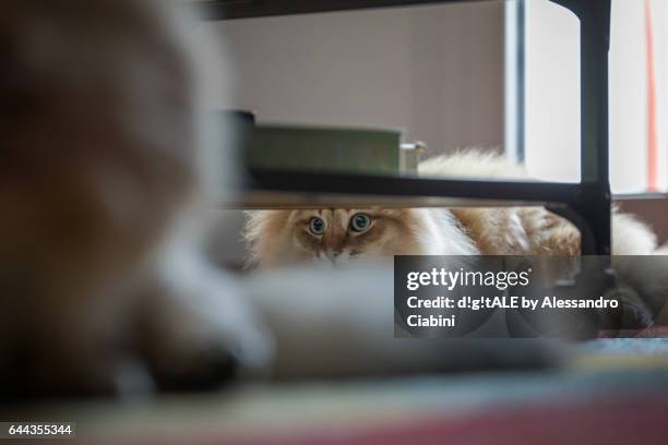 siberian cats - i see you! - gatto domestico stockfoto's en -beelden