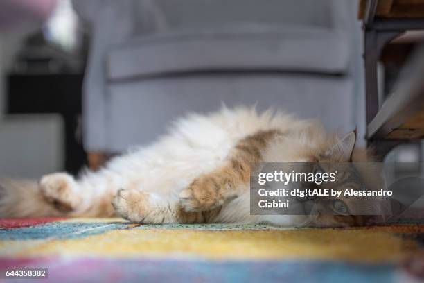 siberian cats - relax - animale da compagnia stockfoto's en -beelden