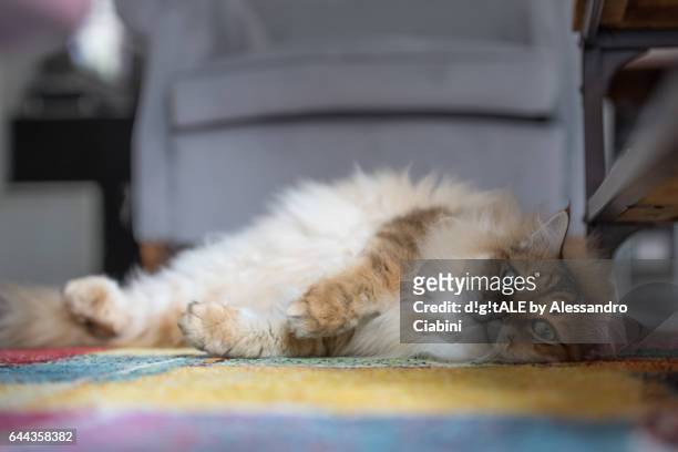 siberian cats - relax - rilassamento 個照片及圖片檔