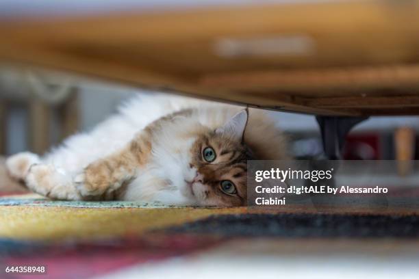 siberian cats - play with me - gatto domestico stockfoto's en -beelden