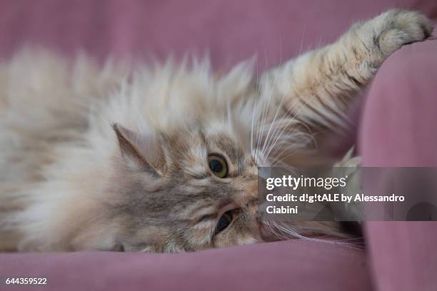 siberian cat - rilassamento 個照片及圖片檔