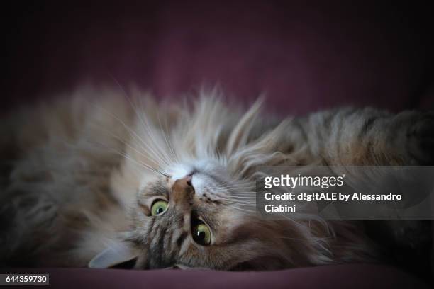 siberian cats - frida! - animale domestico stock pictures, royalty-free photos & images