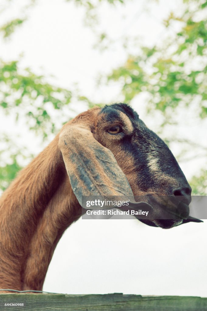 Anglo Nubian Goats