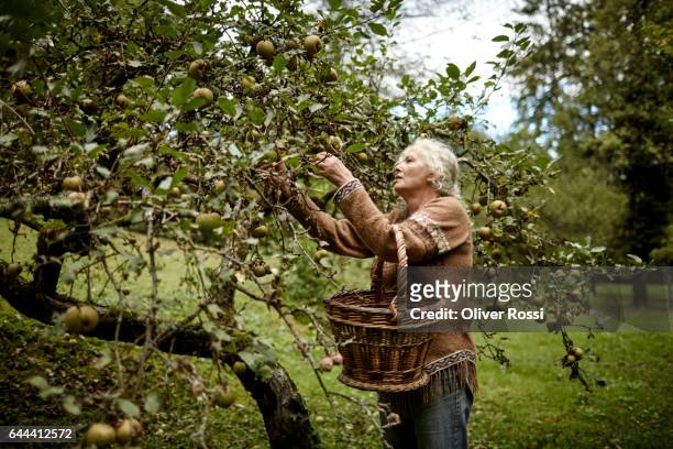 senior woman picking apples from tree - frau apfel stock-fotos und bilder