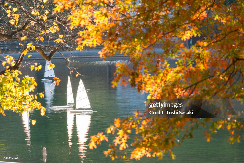 Sailing Model Yachts on the pond behind autumnal trees at Central Park New York.