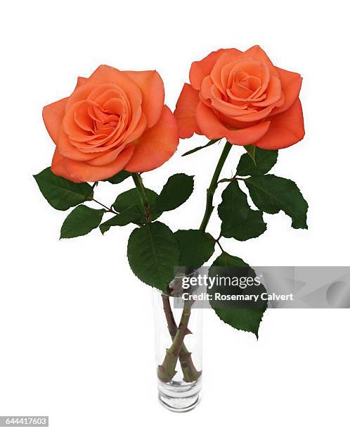 Pair Roses 331 A Pair Of Roses Stock Photos, High-Res Pictures, and Images - Getty ...