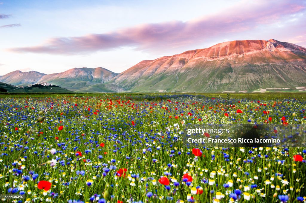 Piana Grande Castelluccio Di Norcia Umbria Italy Flowering Landscape piana-grande-castelluccio-di-norcia-umbria-italy-flowering-landscape