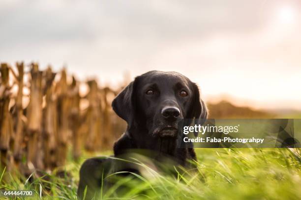 labdrador - tierkörper stockfoto's en -beelden