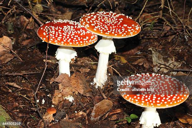 Fliegenpilz drei Pilze roter halbkugeliger Hut mit weissen Punkten nebeneinander in Herbstlaub stehend