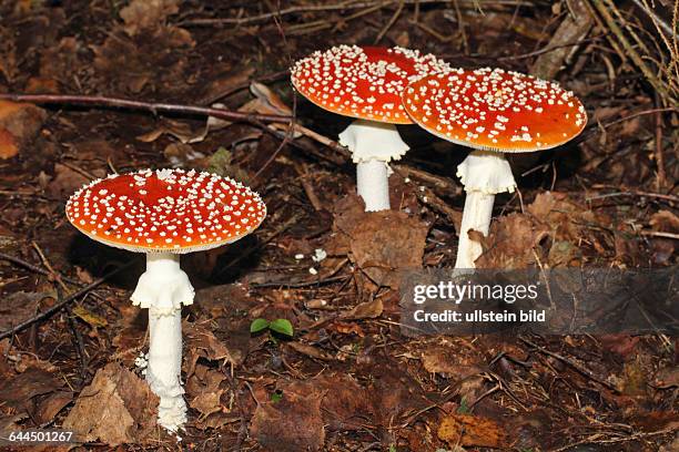 Fliegenpilz drei Pilze roter halbkugeliger Hut mit weissen Punkten nebeneinander in Herbstlaub stehend