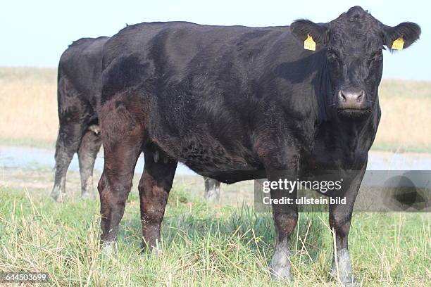 Ab Rind Angus Rind Photos and Premium High Res Pictures - Getty Images
