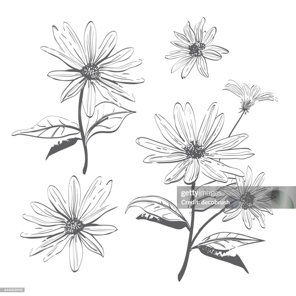 Dibujo Vectorial Flores Dibujadas A Mano Chamomiles Margaritas Estilización De Acuarela Página Para Colorear Ilustración de stock - Getty Images Dibujo Vectorial Flores Dibujadas A Mano Chamomiles Margaritas Estilización De Acuarela Página Para Colorear Ilustración de stock - Getty Images