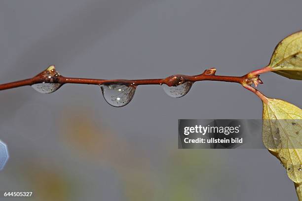 Drei Wassertropfen mit Spiegelbild an Zweigen vor blauem Himmel