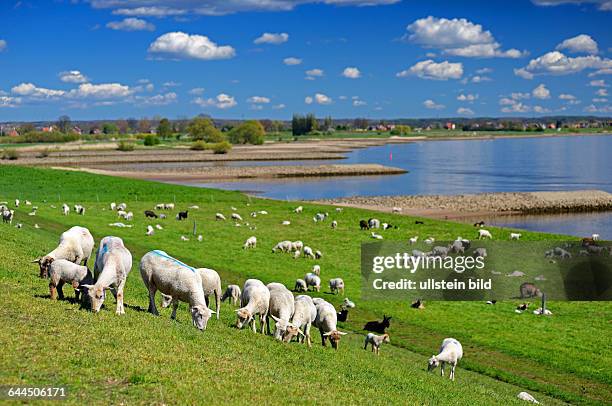 Schafe am Deich in den Vier- und Marschlanden, Hamburg, Deutschland, Europa