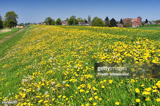 Löwenzahn auf dem Hower Hauptdeich in Kirchwerder, Hamburg, Deutschland, Europa