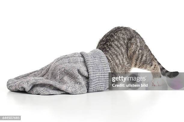 Junge Katze spielt mit einem Beutel aus Wolle |Kitten playing with a bag of wool|