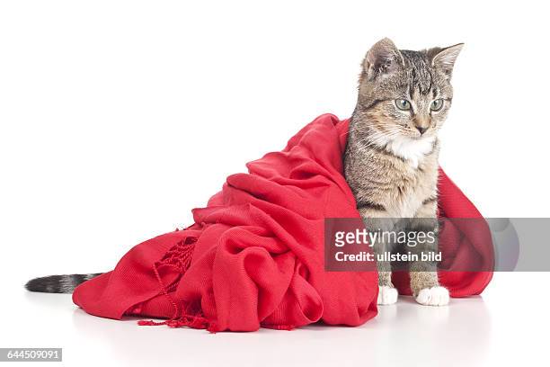 Junge Katze mit einem rotem Schal |Kitten with a red scarf|