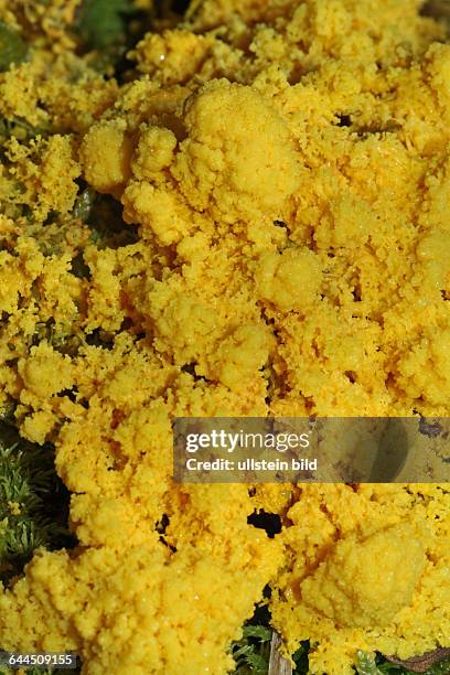 Gelbe Lohbluete gelbe Fruchtkoerper an Stiel in Moos