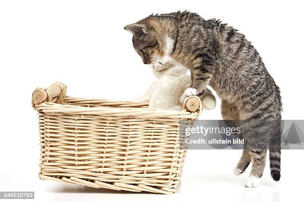 Junge Katze schaut in einen Korb mit Stoffteddy |Young cat looking in a basket with teddy|