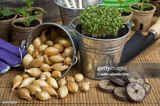 Blecheimer mit Kresse und Zwiebeln |Tin bucket with cress and onions|