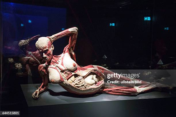Berlin, , Pressebesichtigung der neuen Ausstellungsräume von Körperwelten unter dem Berliner Fernsehturm am Alexanderplatz, plastinierter...