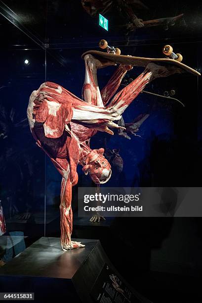 Berlin, , Pressebesichtigung der neuen Ausstellungsräume von Körperwelten unter dem Berliner Fernsehturm am Alexanderplatz, plastinierter...