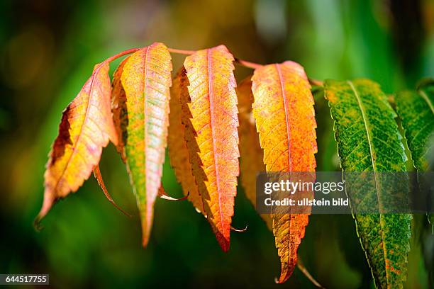 Herbstlich verfärbte Blätter des Essigbaums