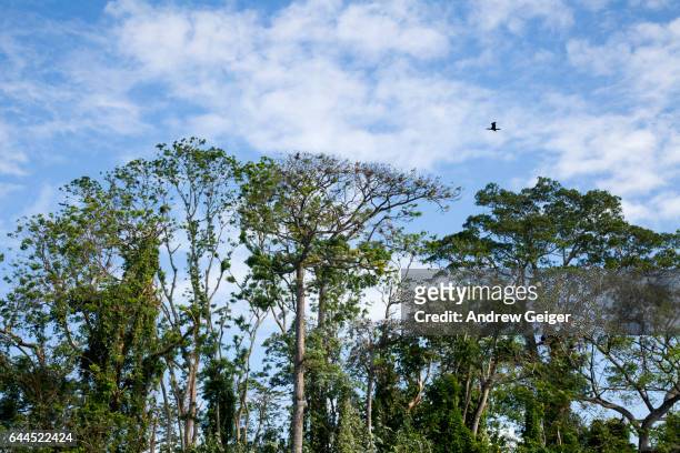 lone bird flying over forest. - solentiname nicaragua stock pictures, royalty-free photos & images
