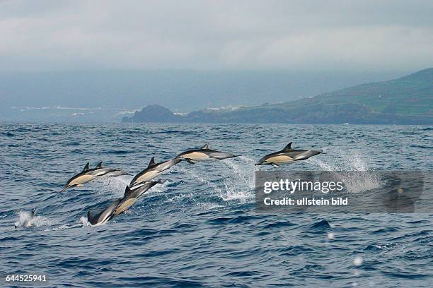 Schule Gewoehnlicher Delfine, Common Dolphins, Delphinus delphis, springen mit hoher Geschwindigkeit an der Wasseroberflaeche, im Hintergrund Faial...