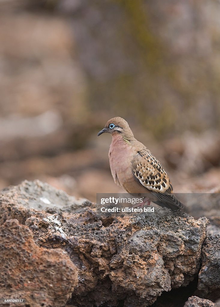 Galapagos-Taube (Zenaida galapagoensis)