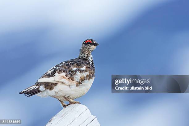 Alpenschneehuhn, Rock Ptarmigan, Ptarmigan, Lagopus mutus, Lagopède alpin, Lagopède des Alpes, Lagópodo Alpino